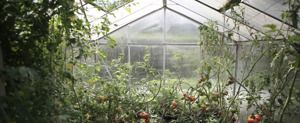 Gardening During a Hosepipe Ban