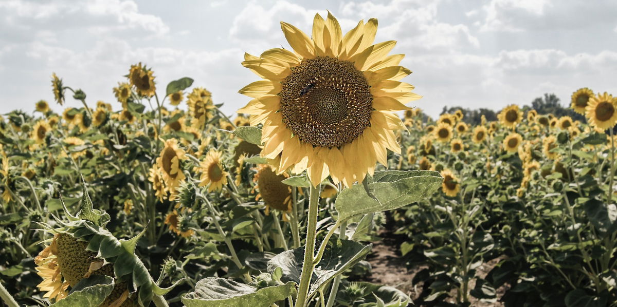 How to create a shady garden and enjoy the sun responsibly!